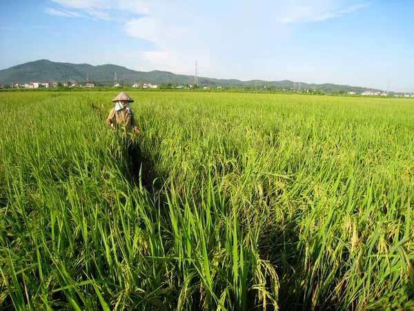 Vietnamský zemědělci sklizeň na rýžové pole — Stock fotografie