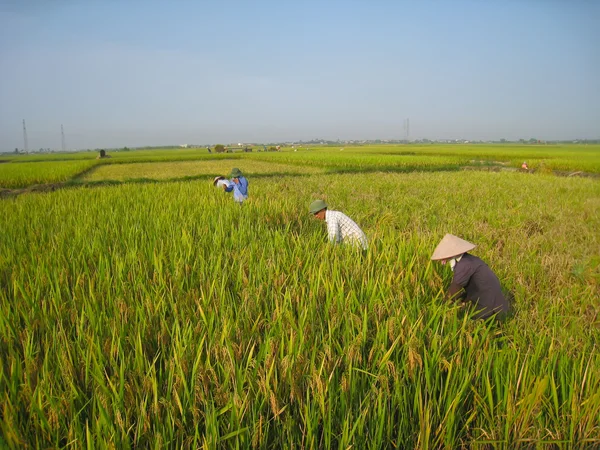 Vietnamesische Bauern ernten auf einem Reisfeld — Stockfoto