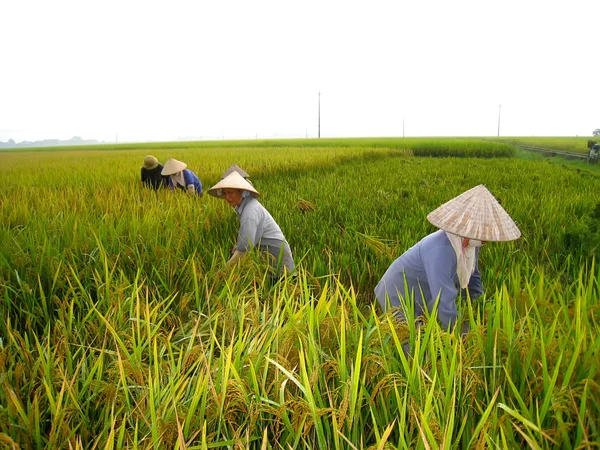 Raccolta degli agricoltori vietnamiti in una risaia — Foto Stock