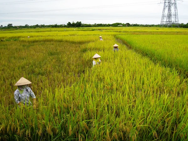 Vietnamese farmer harvest on a rice field — Stock Photo, Image