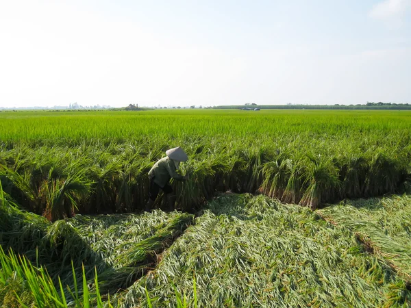 Vietnamesisk bonde skörd på ett risfält — Stockfoto