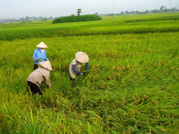 Raccolta degli agricoltori vietnamiti in una risaia — Foto Stock