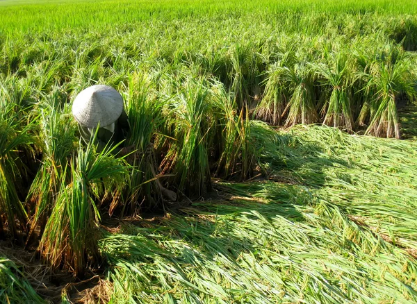 Raccolta degli agricoltori vietnamiti in una risaia — Foto Stock