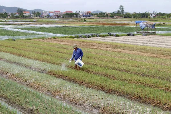 Agricultores vietnamitas no identificados trabajan duro en el campo de cebolla — Foto de Stock