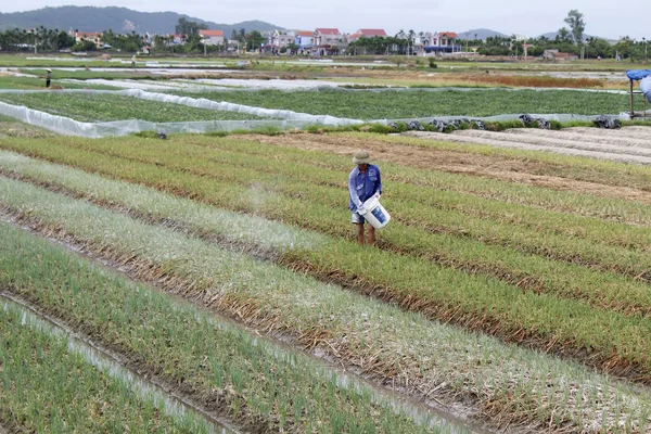 Agricultores vietnamitas no identificados trabajan duro en el campo de cebolla — Foto de Stock