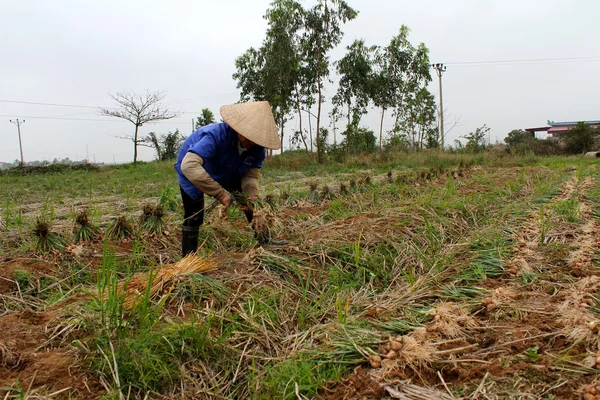 Agricultor cosecha cebolla en el campo — Foto de Stock