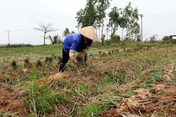 Agricultor cosecha cebolla en el campo — Foto de Stock