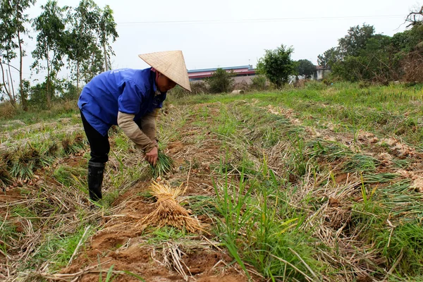Agricultor cosecha cebolla en el campo — Foto de Stock