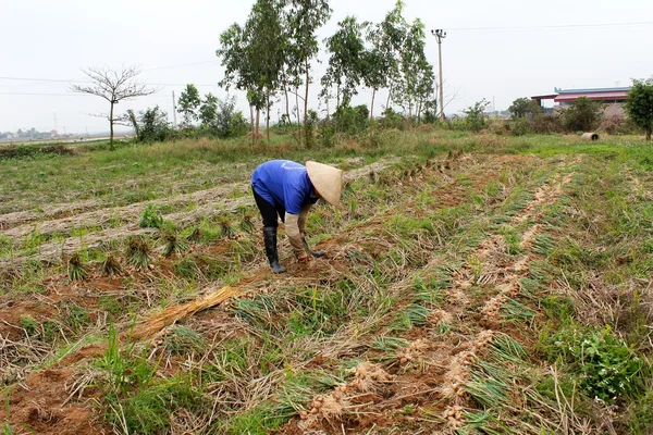 Cipolla raccolto agricoltore nel campo — Foto Stock