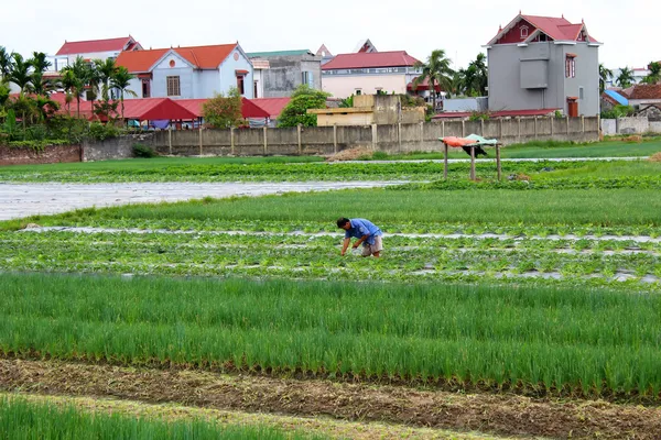 Fermiers vietnamiens non identifiés travaillent dur dans la parcelle de pastèque — Photo