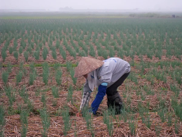 Agricultores vietnamitas no identificados trabajan duro en el campo de cebolla — Foto de Stock