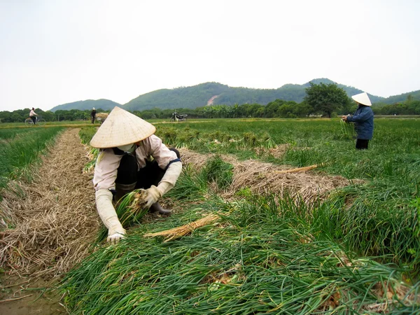 Agriculteur récolte l'oignon dans le champ — Photo