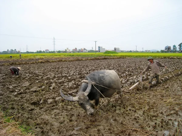 Vietnam contadino lavoro in un campo con bufalo d'acqua — Foto Stock