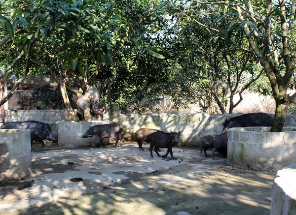 Porcos selvagens são mantidos em estábulos — Fotografia de Stock