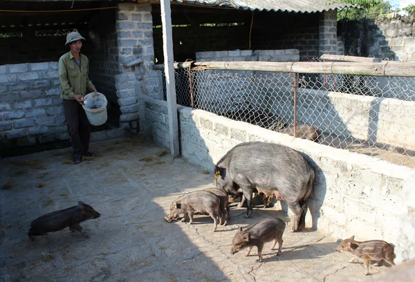 Вьетнамский фермер будет кормить диких свиней маниокой — стоковое фото