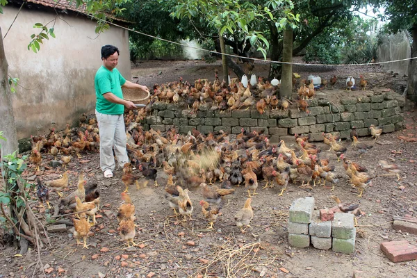 Agricultor vietnamita alimentando frango com arroz — Fotografia de Stock