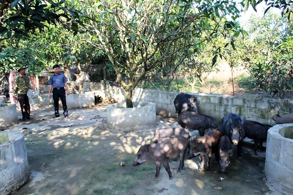 Agricultor vietnamita para alimentar a cerdos del bosque con yuca — Foto de Stock