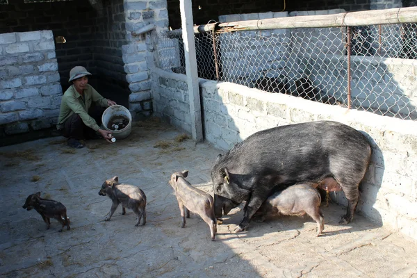 Вьетнамский фермер будет кормить диких свиней маниокой — стоковое фото