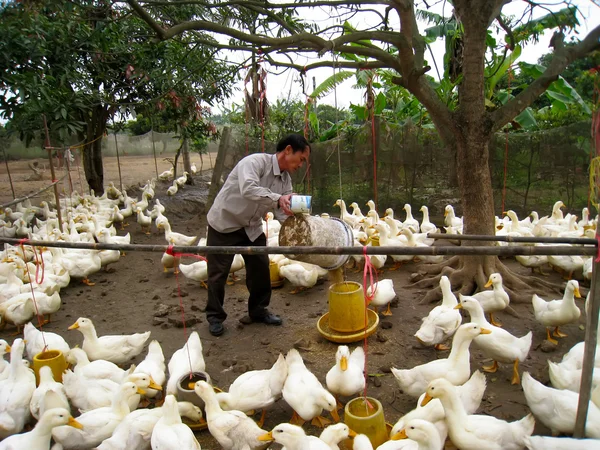 Agricultor vietnamita para alimentar pato por arroz — Fotografia de Stock