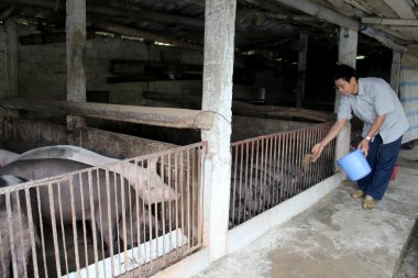domuzlara yem için Vietnamca çiftçi