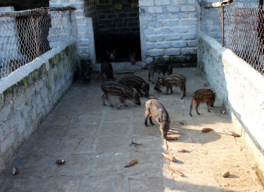 yabani domuz ahırında tutulur