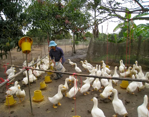 Вьетнамский фермер будет кормить утку рисом — стоковое фото