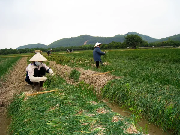 Вьетнамские фермеры собирают лук в поле — стоковое фото