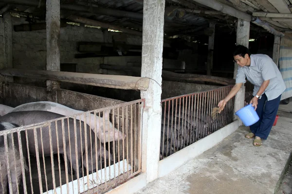 Agricultor vietnamita para alimentar porcos — Fotografia de Stock