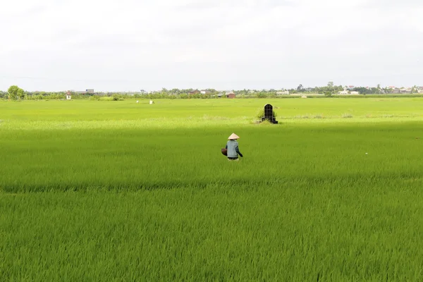 Вьетнамский фермер выращивает рис в поле — стоковое фото