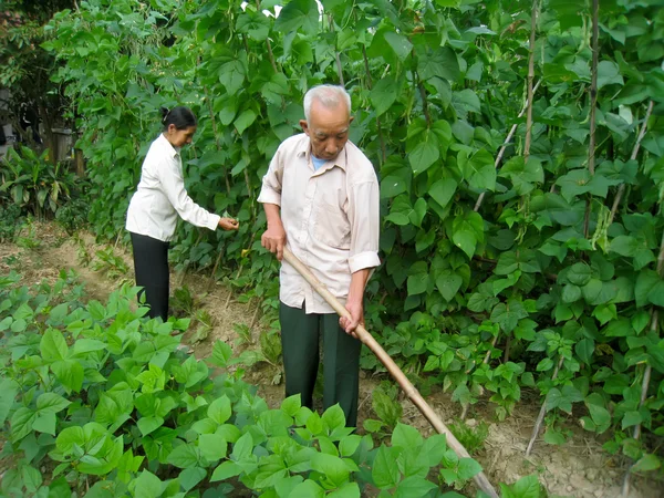 Vietnamský farmář pohled po stromy v zahradě — Stock fotografie