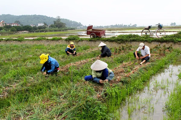 Вьетнамские фермеры собирают лук в поле — стоковое фото