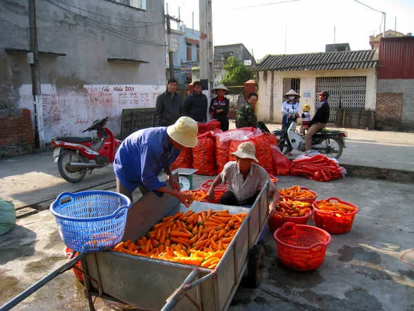 Agricultores lavado y clasificación zanahoria después de la cosecha —  Fotos de Stock