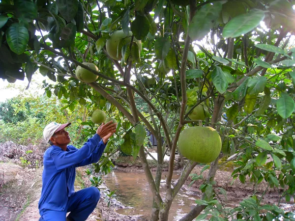 Agricultor cosecha pomelo — Foto de Stock