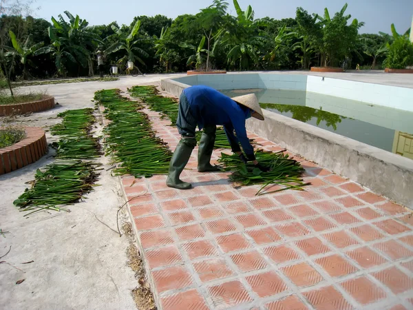 Mulher rural secando jacinto de água — Fotografia de Stock