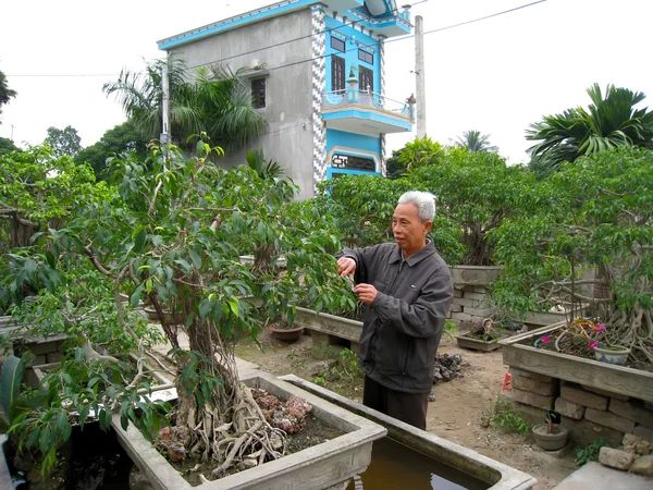 Unidentified old man pruning bonsai — Stock Photo, Image