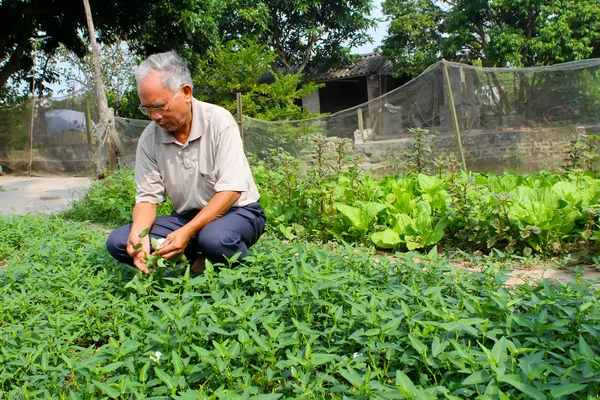 Farmer harvest vegetables — Stock Photo, Image