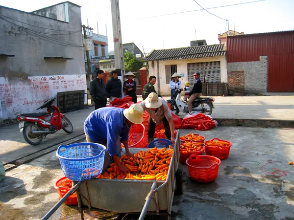 Lavage et classement des carottes après récolte — Photo