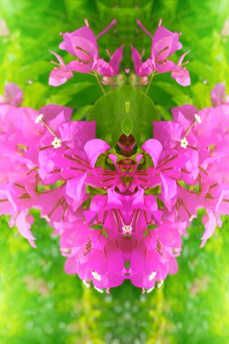 Kırmızı çiçek çiçeklenme