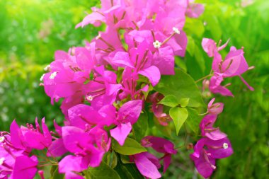 Kırmızı çiçek çiçeklenme