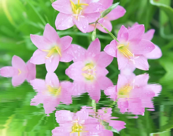 Pink flowers blooming — Stock Photo, Image