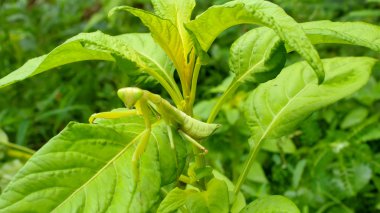 Mantis yaprak üzerinde