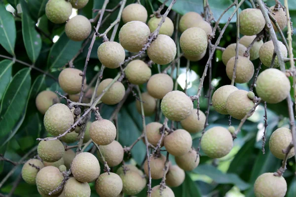 Delizioso longano maturo — Foto Stock