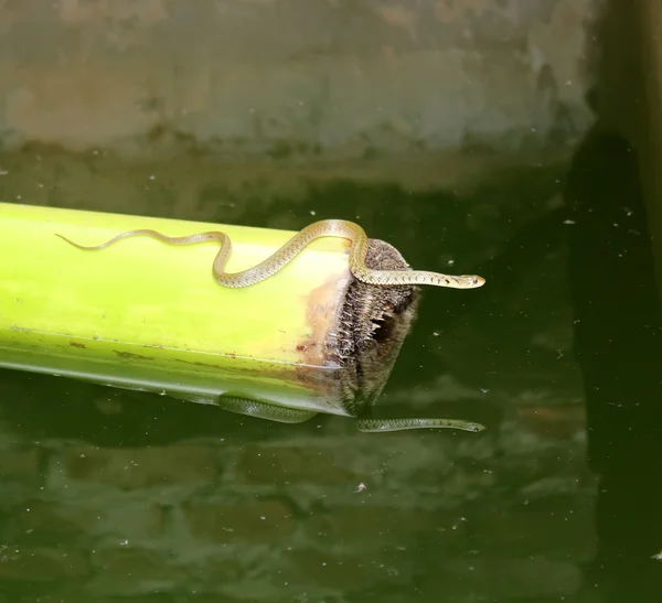 Schlange im Wasser — Stockfoto