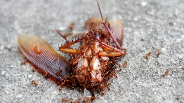 Myrorna äta döda insekter — Stockfoto