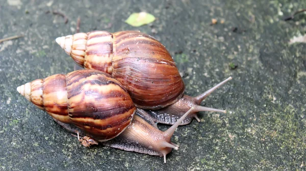 Caracol rastejando no chão — Fotografia de Stock