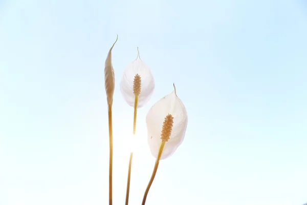 Witte bloem geïsoleerd op groene achtergrond — Stockfoto