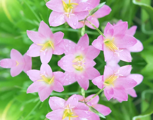 粉红色鲜花盛开 — 图库照片