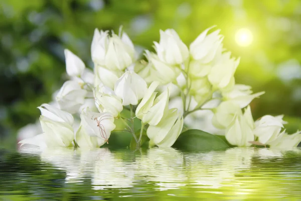 White flower isolated on green background — Stock Photo, Image