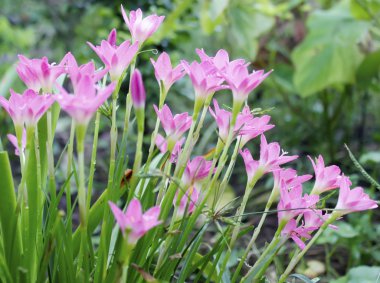 Pembe çiçek çiçeklenme