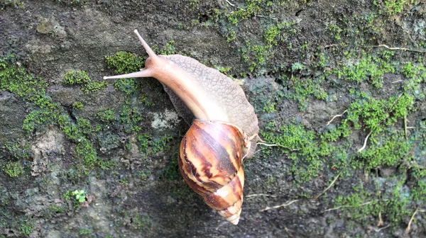 Caracol rastejando no chão — Fotografia de Stock